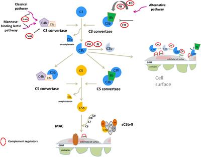 CFH and CFHR Copy Number Variations in C3 Glomerulopathy and Immune Complex-Mediated Membranoproliferative Glomerulonephritis